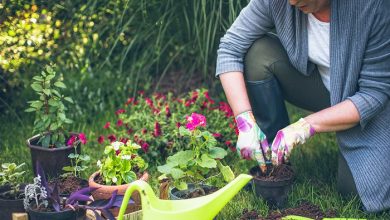 An Introduction to Creating an Environmentally Friendly Garden