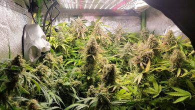 cannabis plants grew too close sf 1000 but still looked good