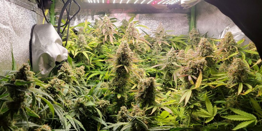 cannabis plants grew too close sf 1000 but still looked good