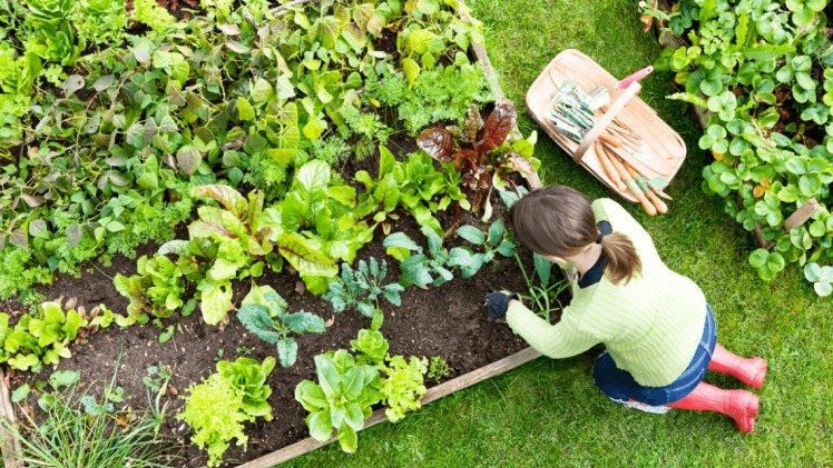 5 Tips for Growing Vegetables in Raised Garden Beds